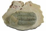 Detailed Reedops Trilobite - Orange Eye Facets #348417-1